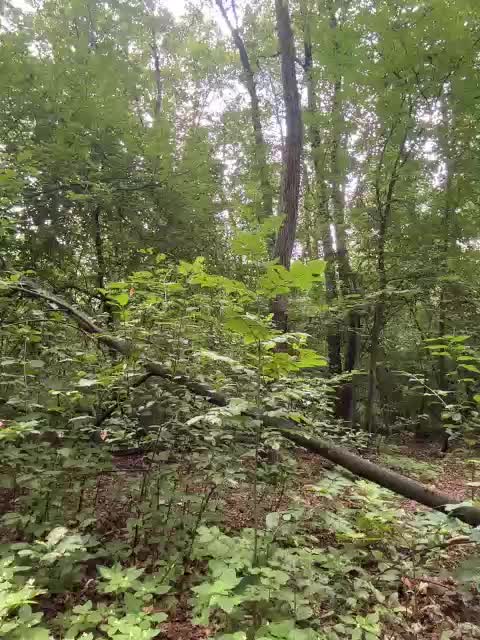 BabyDarii Adult Chat July 30, 2025