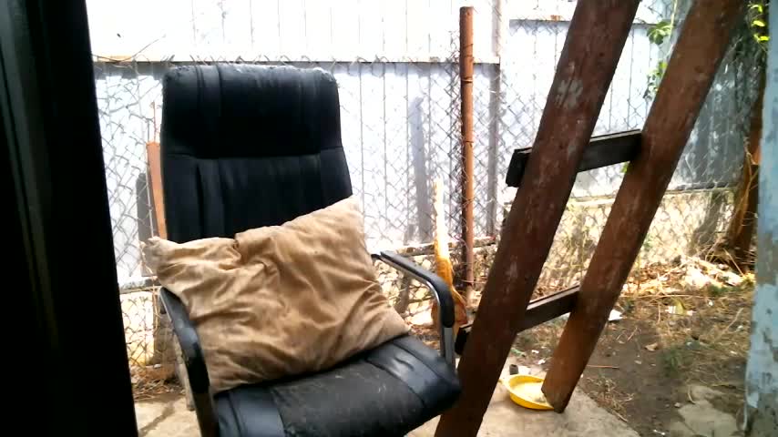 DennisXCaroll Adult Chat July 30, 2025