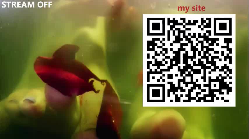 mrstenderbeast Adult Chat July 31, 2025