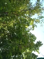 Miss_Boobs2025 Adult Chat July 31, 2025