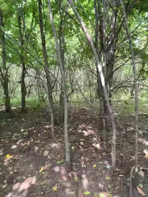 SSaibaliii Adult Chat August 2, 2025