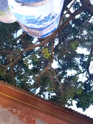 Miss_tits2025 Adult Chat August 4, 2025