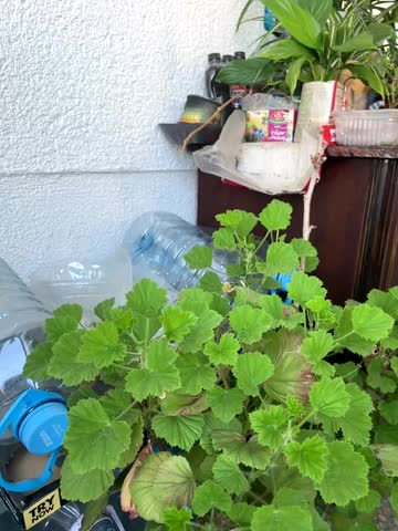 NataKitten Adult Chat August 4, 2025