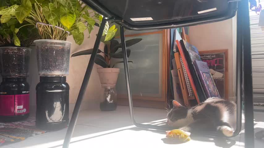 Sasha_moormeoow Adult Chat August 4, 2025