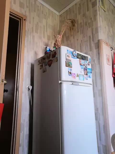 SweetDimond5 Adult Chat August 5, 2025