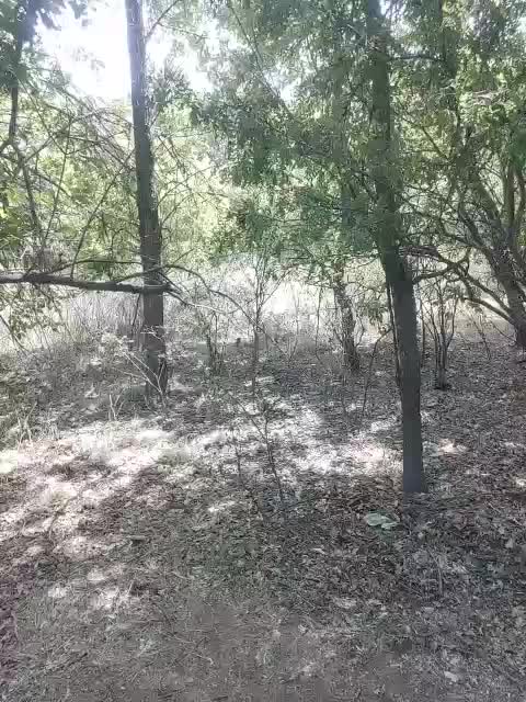 Alisa-Mi Adult Chat August 10, 2025