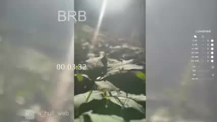 A-Huli Adult Chat August 11, 2025