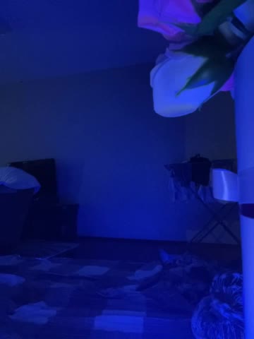 CatWoman007 Adult Chat August 12, 2025