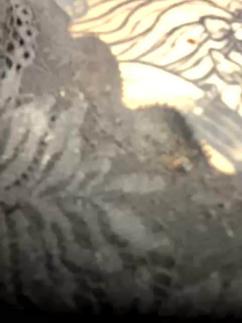 shnesyne Adult Chat August 13, 2025