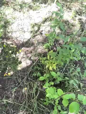 SSaibaliii Adult Chat August 16, 2025