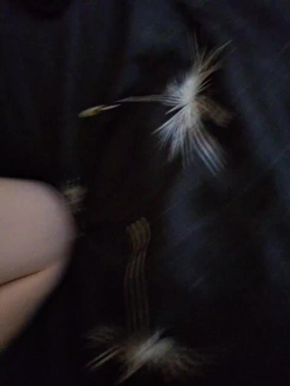 Molli_ Adult Chat August 20, 2025