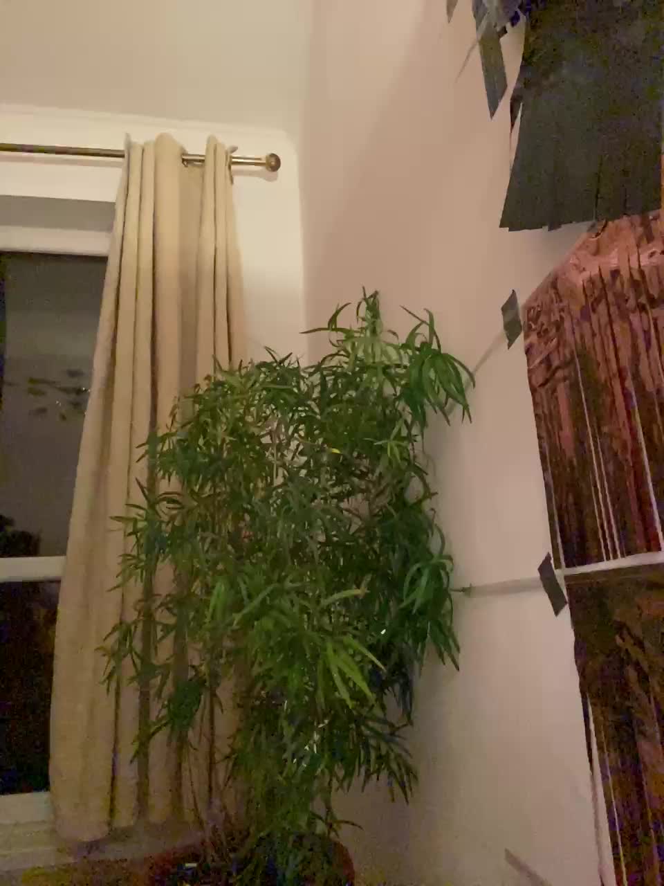 Roksi-8 Adult Chat August 21, 2025