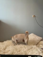 AlisaDoll444 Adult Chat August 22, 2025