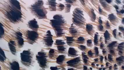 Veta-Viola Adult Chat August 23, 2025