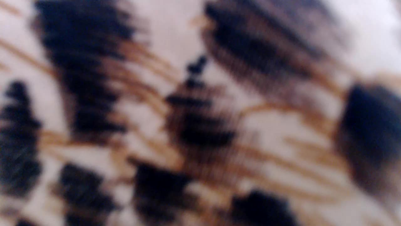 Veta-Viola Adult Chat August 23, 2025