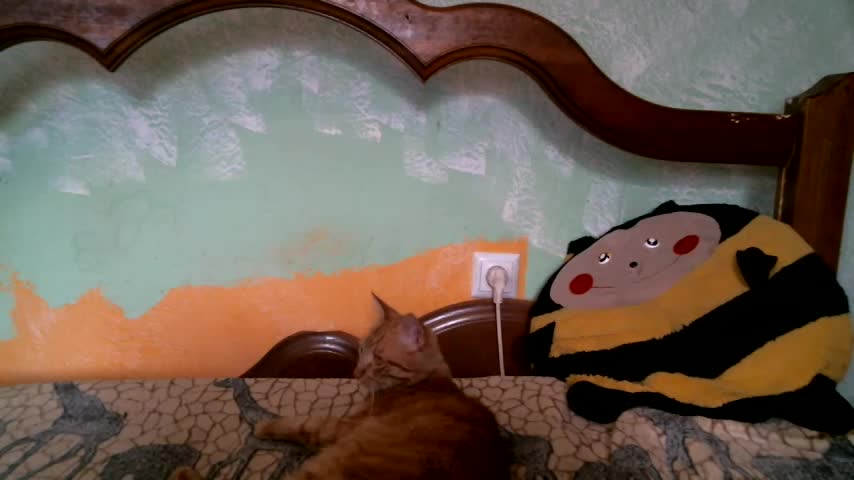 DennisXCaroll Adult Chat August 22, 2025