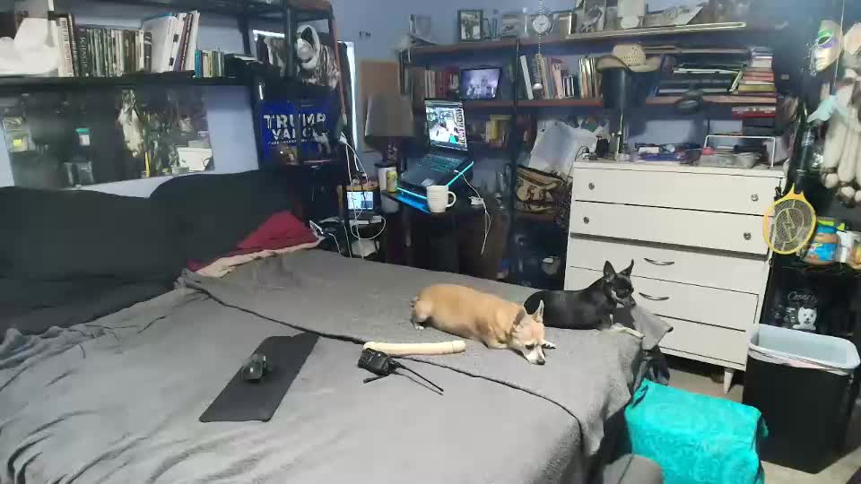 pink_black Adult Chat August 23, 2025