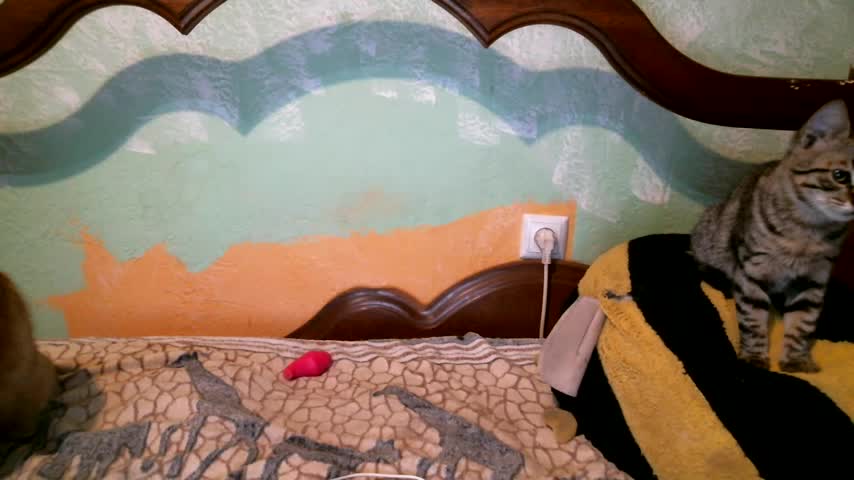 DennisXCaroll Adult Chat August 25, 2025