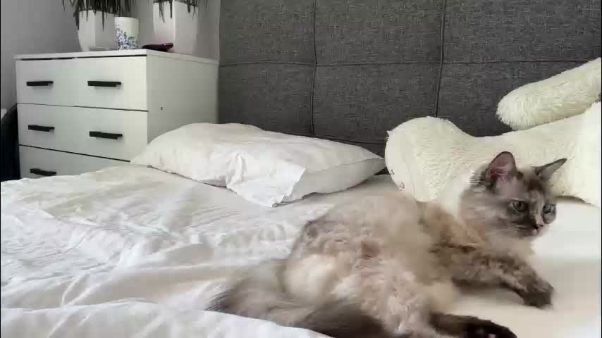 sweetdreamvic Adult Chat August 25, 2025