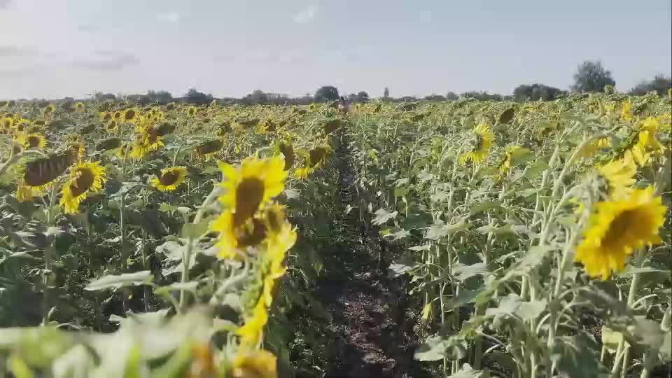 sunflower0907 Adult Chat August 26, 2025