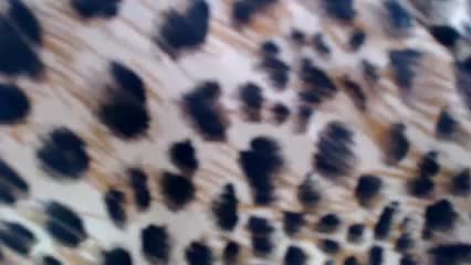 Veta-Viola Adult Chat August 27, 2025