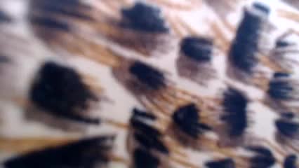 Veta-Viola Adult Chat August 27, 2025