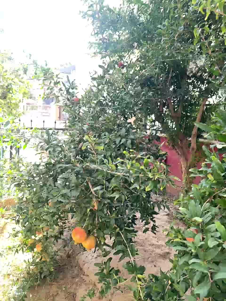 OrgazMia Adult Chat August 31, 2025