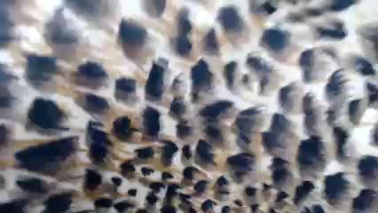 Veta-Viola Adult Chat September 4, 2025