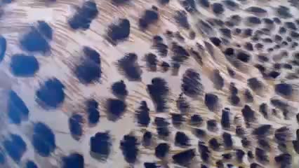 Veta-Viola Adult Chat September 2, 2025