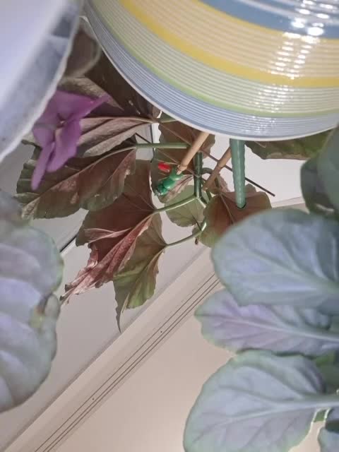 Napoliana Adult Chat September 7, 2025