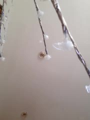 IsabellaBoni Adult Chat September 8, 2025