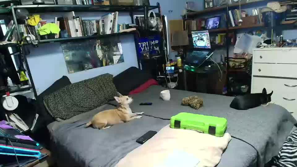 pink_black Adult Chat September 13, 2025