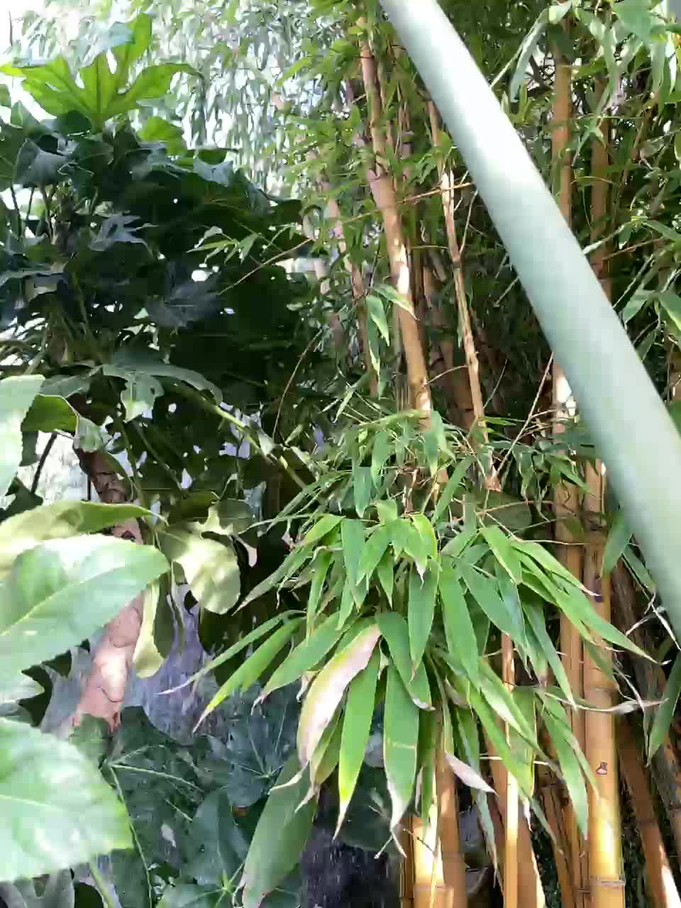 RedAura Adult Chat September 15, 2025