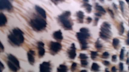 Veta-Viola Adult Chat September 16, 2025