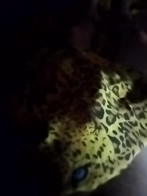 Designer011 Adult Chat September 18, 2025