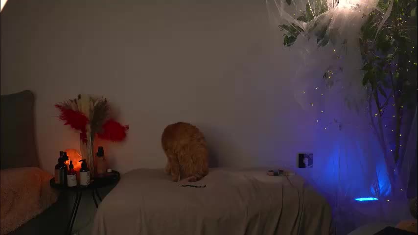 lorrie_love_story Adult Chat September 30, 2025