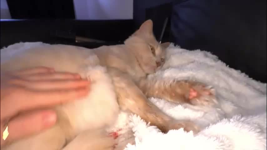 ameliamber0 Adult Chat October 4, 2025