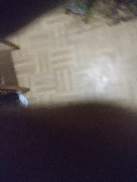 SexPara696969 Adult Chat October 7, 2025