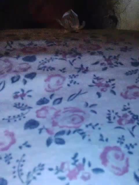 EmpressLady Adult Chat November 3, 2025