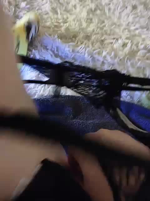 Piff_Pawlady Adult Chat November 5, 2025