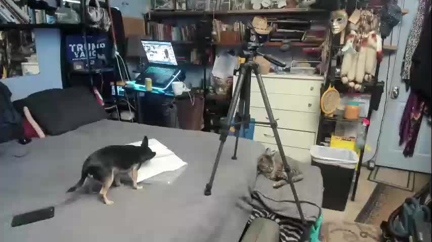 pink_black Adult Chat November 7, 2025