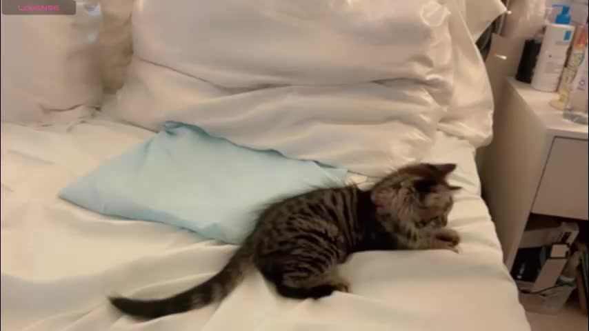 demontriaxx Adult Chat November 10, 2025