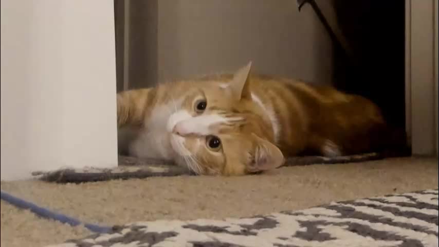 widthofapeach Adult Chat November 10, 2025