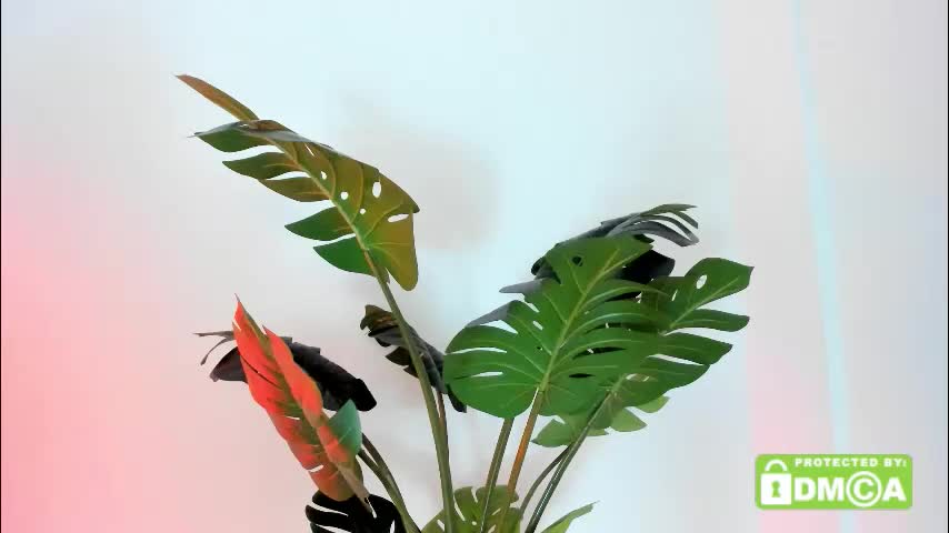 ashllovee_ Adult Chat November 17, 2025