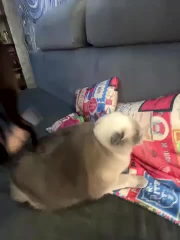 Queen_of_pain Adult Chat November 17, 2025