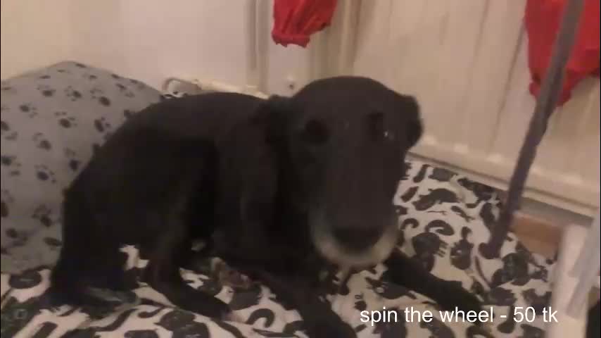 fairydreams_ Adult Chat November 20, 2025