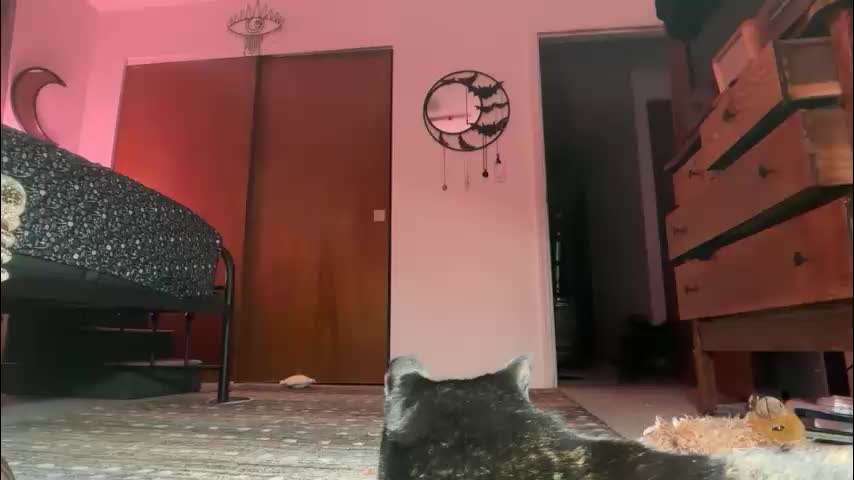 maroon_moon Adult Chat November 23, 2025