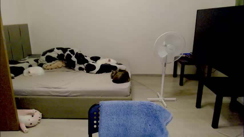 kitten_jenny01 Adult Chat November 24, 2025