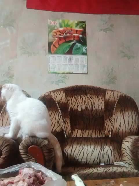 Calibriya Adult Chat November 24, 2025