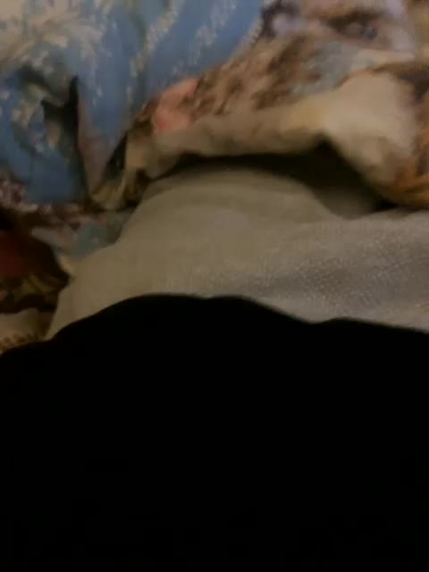 KisasexAlex Adult Chat November 24, 2025